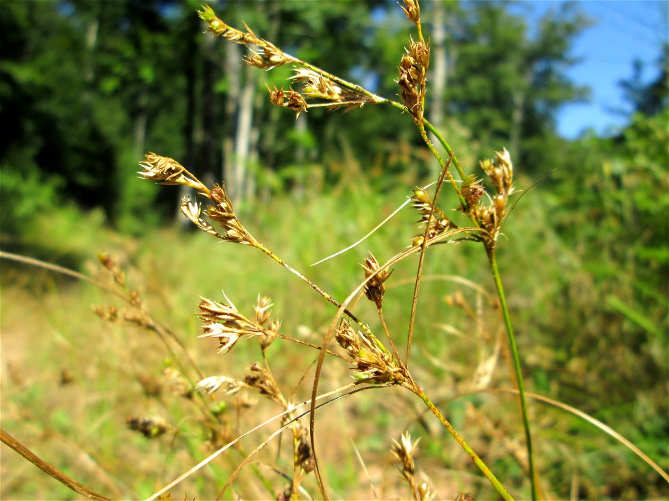 Zarte Binse (Juncus tenuis) im Wald bei Ensheim