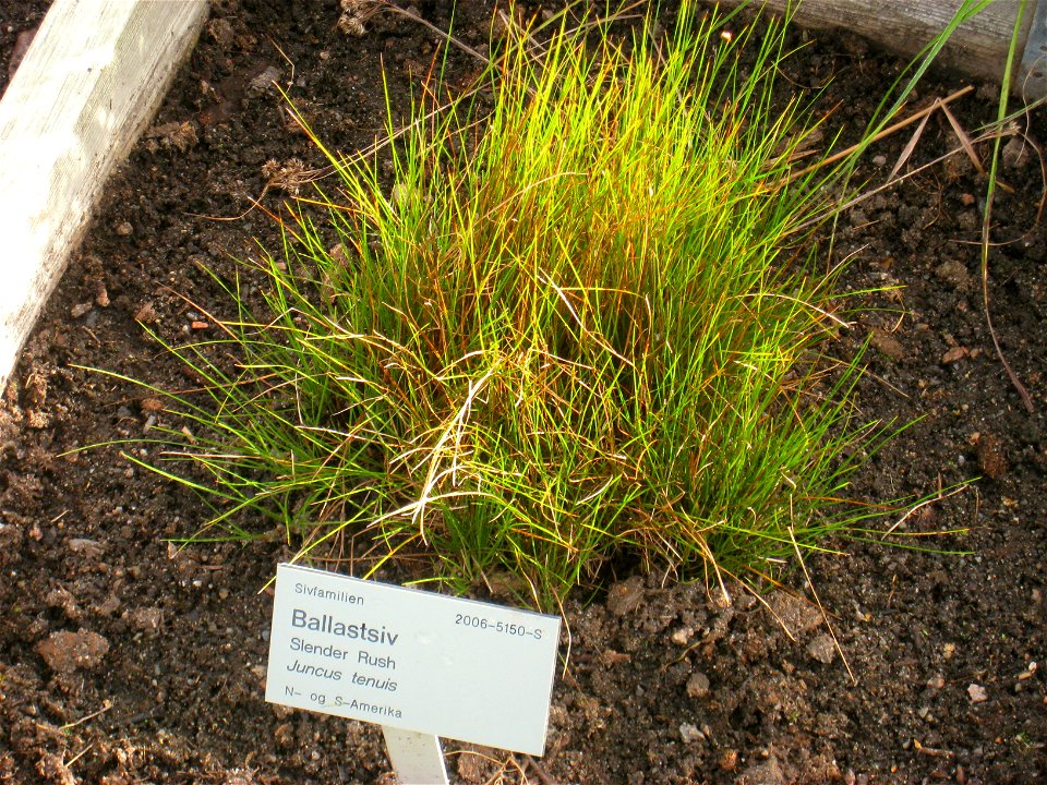 Juncus tenuis - Oslo botanical garden, Oslo, Norway.