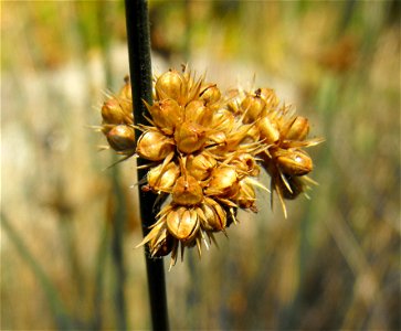 — Spreading rush. At the San Diego Zoo Safari Park, Escondido, California. Identified by sign. photo