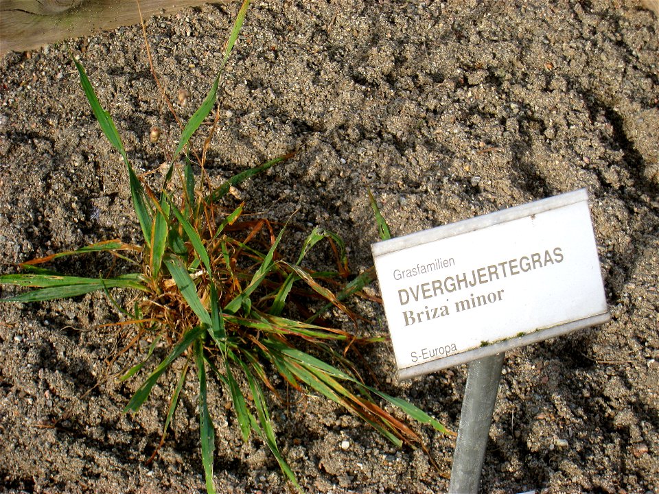 Briza minor - Oslo botanical garden, Oslo, Norway.