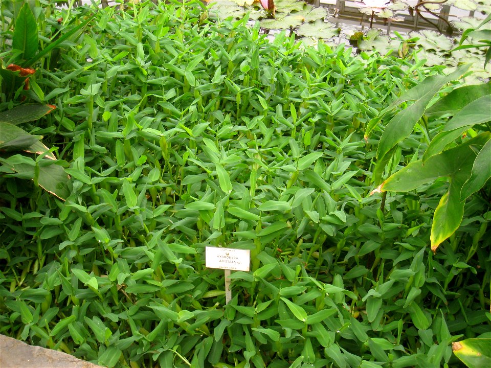 Hygroryza aristata specimen in the National Botanic Garden of Belgium, Meise, just north of Brussels, Belgium.