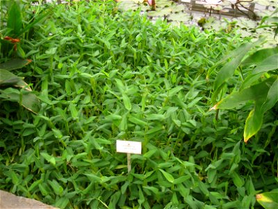 Hygroryza aristata specimen in the National Botanic Garden of Belgium, Meise, just north of Brussels, Belgium.