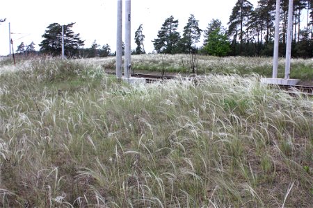 Moravian Saqara — a Stipa borysthenica bunchgrass meadow.
Hodonín District - the Czech Republic.