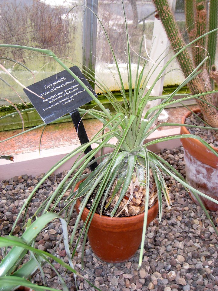Puya mirabilis specimen in the Buffalo and Erie Country Botanical Gardens, Buffalo, New York, USA.