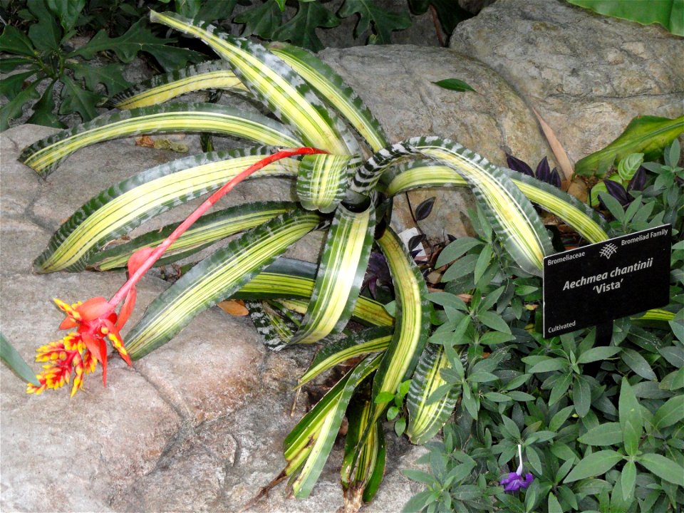 Aechmea chantinii. Botanical specimen in the Denver Botanic Gardens, 1007 York Street, Denver, Colorado, USA.