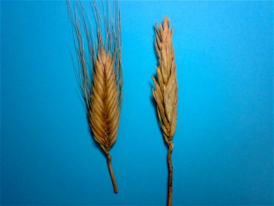 Triticum polonicum