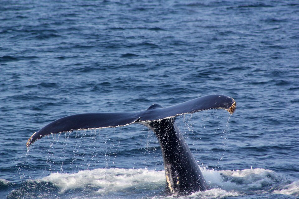 Fluke shot whale fluke whale tail 3 6