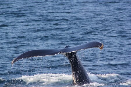 Fluke shot whale fluke whale tail 3 6