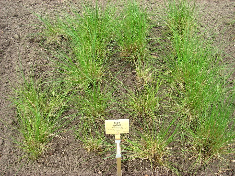 Stipa capillata specimen in the Botanischer Garten, Berlin-Dahlem (Berlin Botanical Garden), Berlin, Germany.