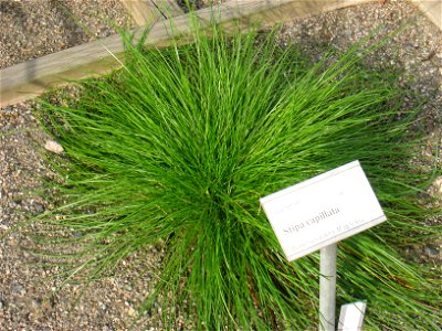 Stipa capillata - Oslo botanical garden, Oslo, Norway.