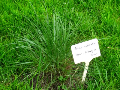 Stipa sp. specimen in the Botanischer Garten, Berlin-Dahlem (Berlin Botanical Garden), Berlin, Germany (misidentified as Stipa capillata). photo