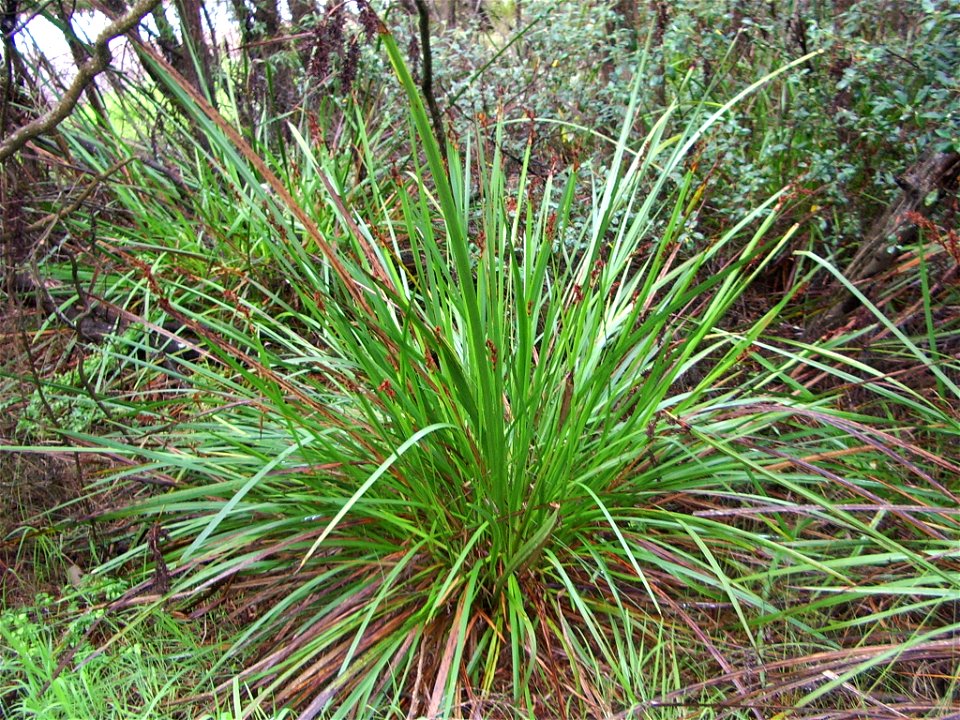 Sword Sedge Lepidosperma gladiatum