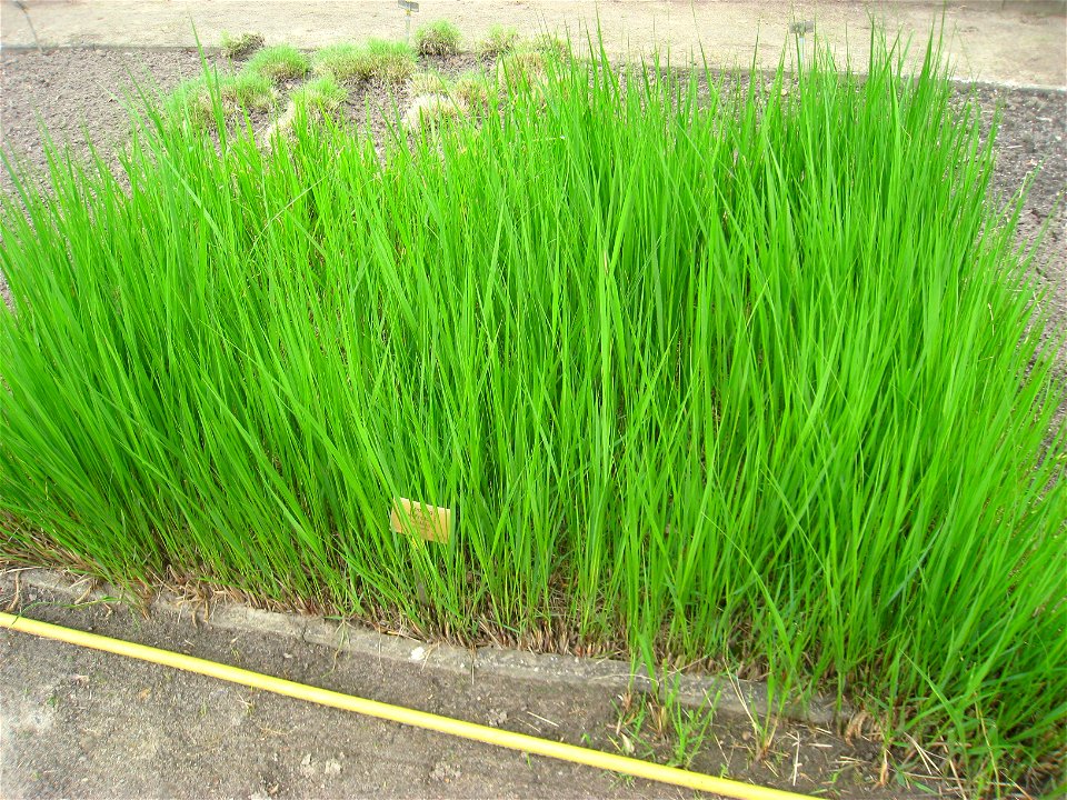Spartina pectinata specimen in the Botanischer Garten, Berlin-Dahlem (Berlin Botanical Garden), Berlin, Germany.