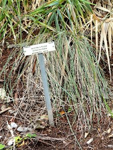 Festuca californica specimen in the University of California Botanical Garden, Berkeley, California, USA. photo