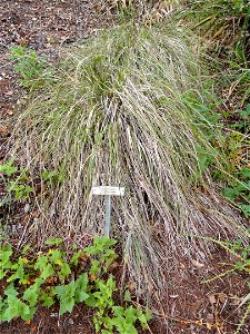 Festuca californica specimen in the University of California Botanical Garden, Berkeley, California, USA. photo