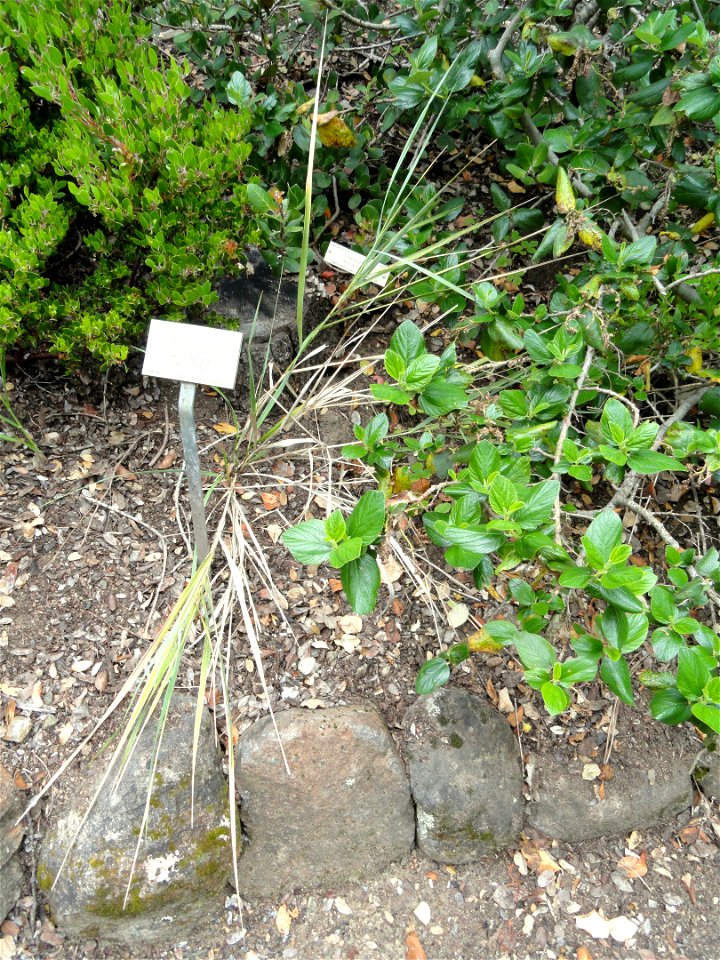 (syn: Eleymus condenatus) — Wild blue rye (grass).

Specimen in the University of California Botanical Garden, Berkeley, California, USA.