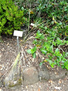 (syn: Eleymus condenatus) — Wild blue rye (grass).

Specimen in the University of California Botanical Garden, Berkeley, California, USA.