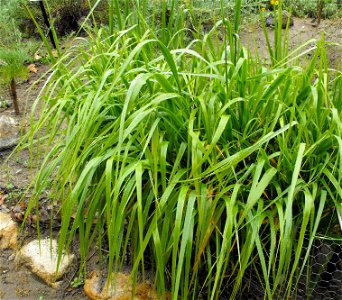(syn: Eleymus condensatus) — Wild blue rye. 
At Rancho Santa Ana Botanic Garden in Claremont, California, USA.
Identified by sign.