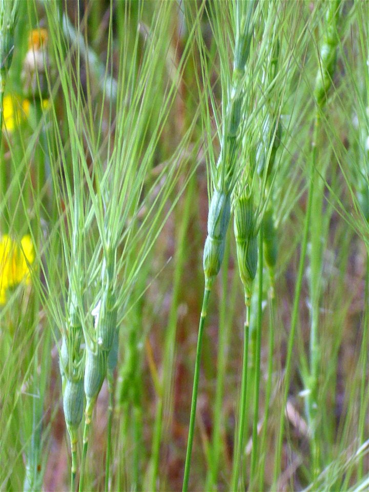 Aegilops triuncialis spikes close up, Dehesa Boyal de Puertollano, Spain
