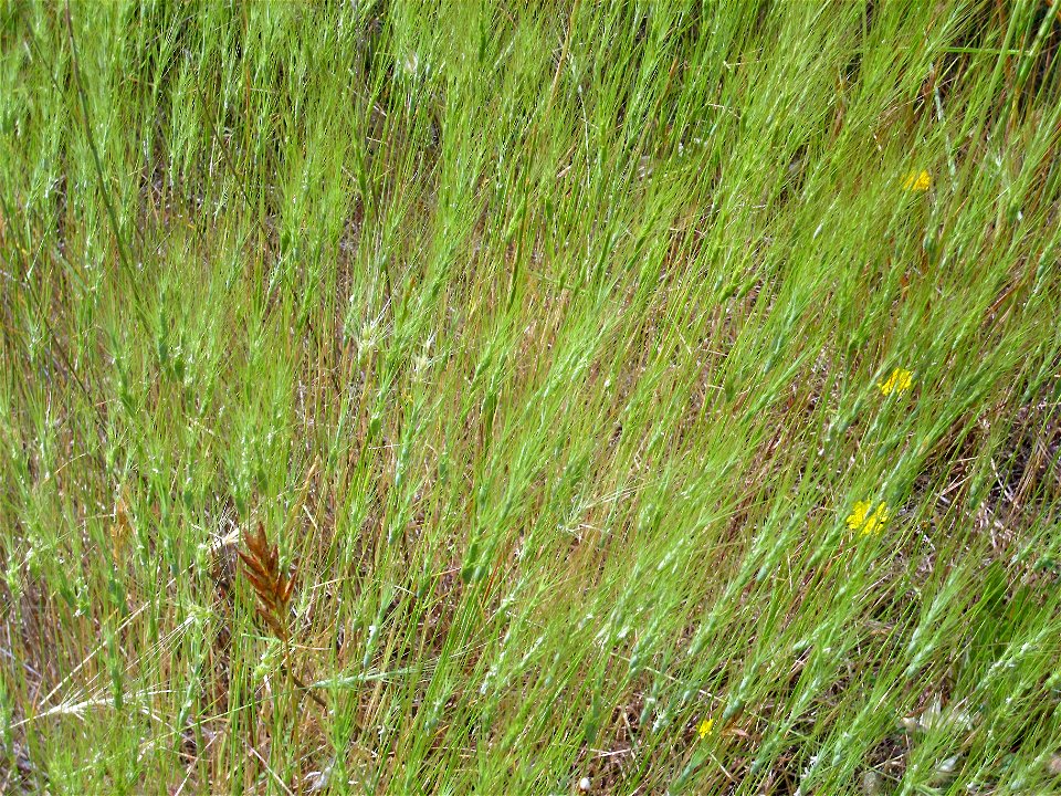 Aegilops triuncialis habit, Dehesa Boyal de Puertollano, Spain