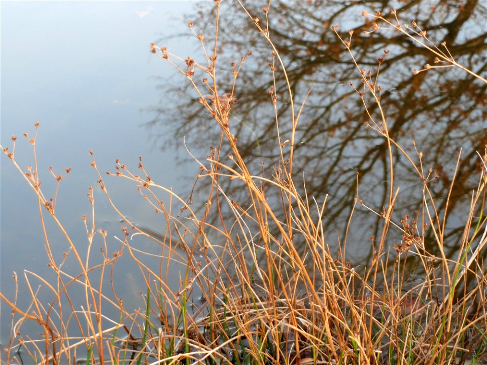 Glieder-Binse (Juncus articulatus) im Landesgartenschaupark Hockenheim