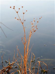 Glieder-Binse (Juncus articulatus) im Landesgartenschaupark Hockenheim
