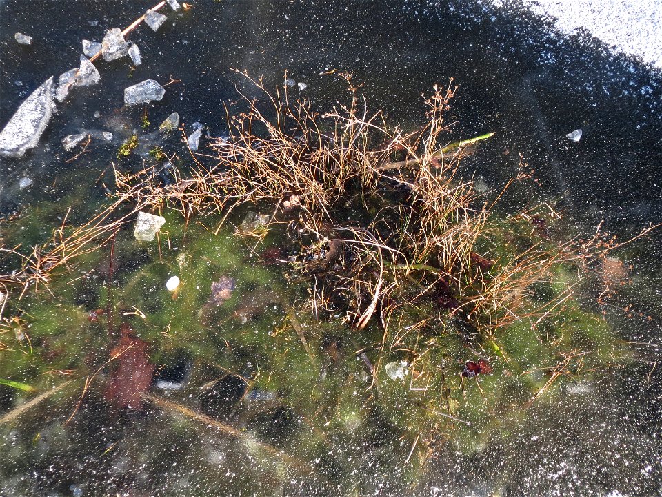 Glieder-Binse (Juncus articulatus) im Landesgartenschaupark Hockenheim
