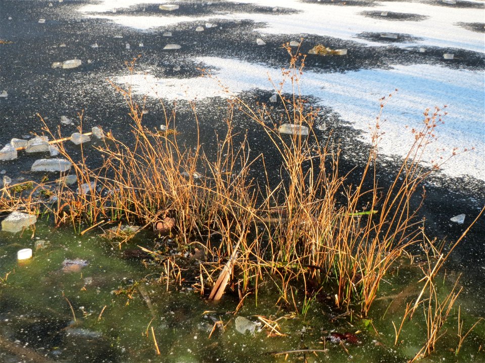 Glieder-Binse (Juncus articulatus) im Landesgartenschaupark Hockenheim