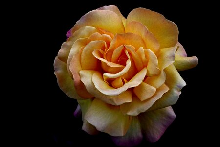 Background flower plant