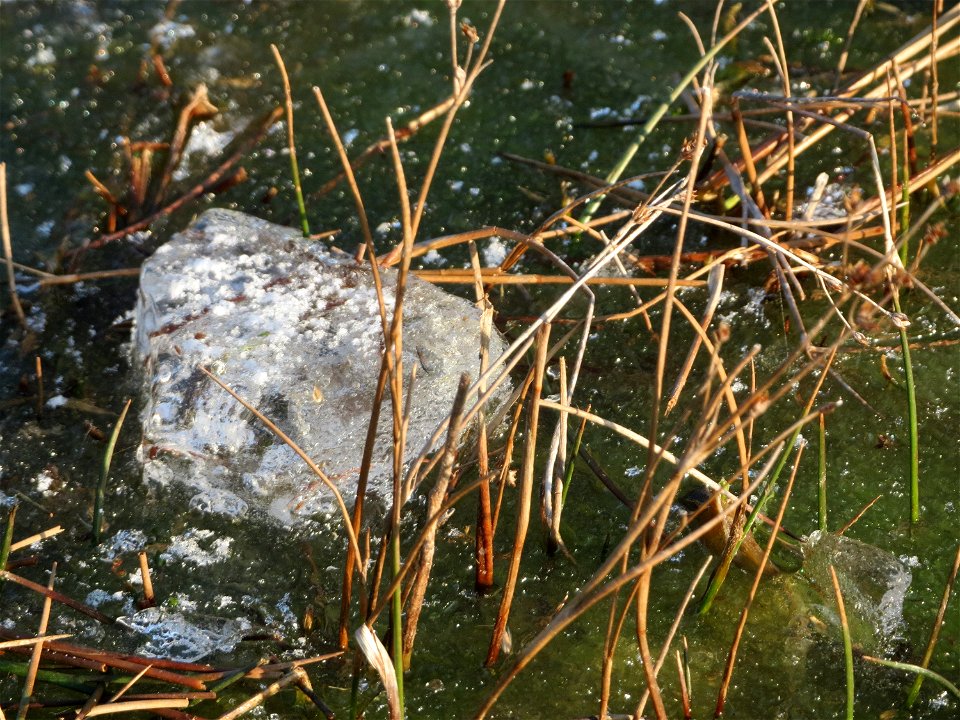 Glieder-Binse (Juncus articulatus) im Landesgartenschaupark Hockenheim