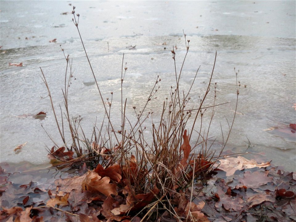 Glieder-Binse (Juncus articulatus) im Landesgartenschaupark Hockenheim