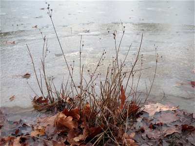 Glieder-Binse (Juncus articulatus) im Landesgartenschaupark Hockenheim