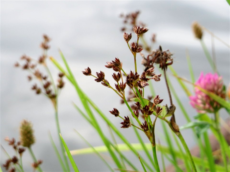 Glieder-Binse (Juncus articulatus) an der Saar in Saarbrücken