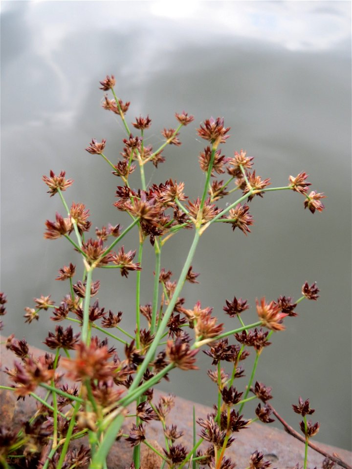 Glieder-Binse (Juncus articulatus) an der Saar in Saarbrücken