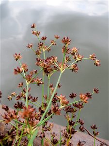 Glieder-Binse (Juncus articulatus) an der Saar in Saarbrücken
