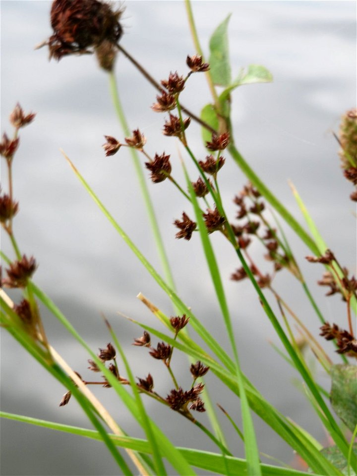 Glieder-Binse (Juncus articulatus) an der Saar in Saarbrücken