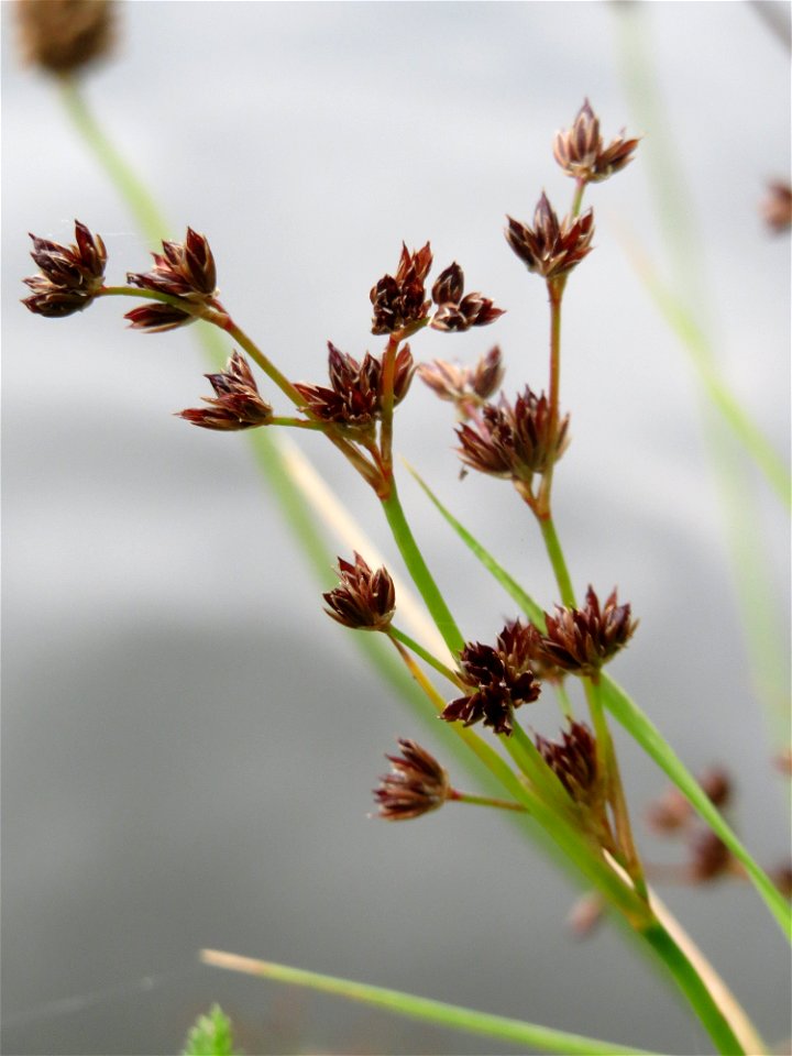 Glieder-Binse (Juncus articulatus) an der Saar in Saarbrücken