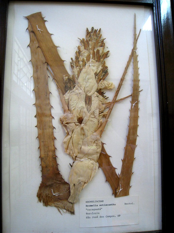 Bromelia antiacantha specimen in the Museu Botânico Dr. João Barbosa Rodrigues, Jardim Botânico de São Paulo, São Paulo City, SP, Brazil.