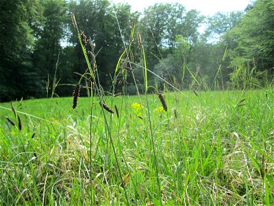 Blaugrüne Segge (Carex flacca) im Naturschutzgebiet „Wusterhang“ oberhalb von Fechingen