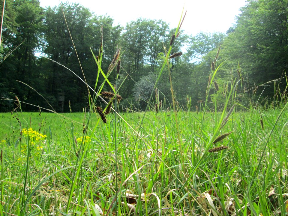 Blaugrüne Segge (Carex flacca) im Naturschutzgebiet „Wusterhang“ oberhalb von Fechingen