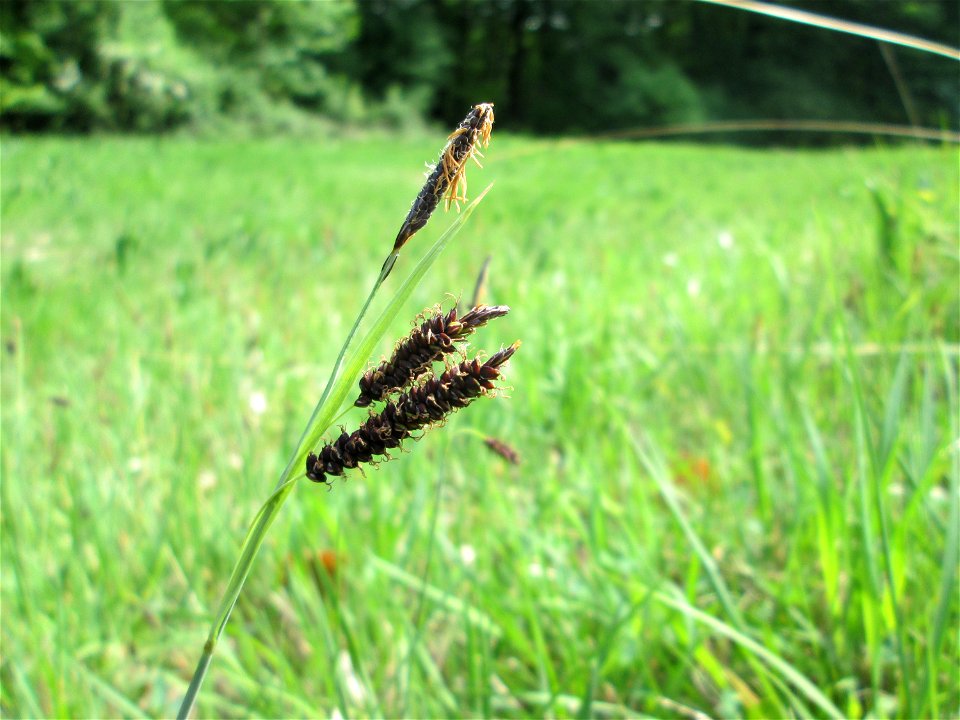 Blaugrüne Segge (Carex flacca) im Naturschutzgebiet „Wusterhang“ oberhalb von Fechingen