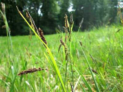 Blaugrüne Segge (Carex flacca) im Naturschutzgebiet „Wusterhang“ oberhalb von Fechingen