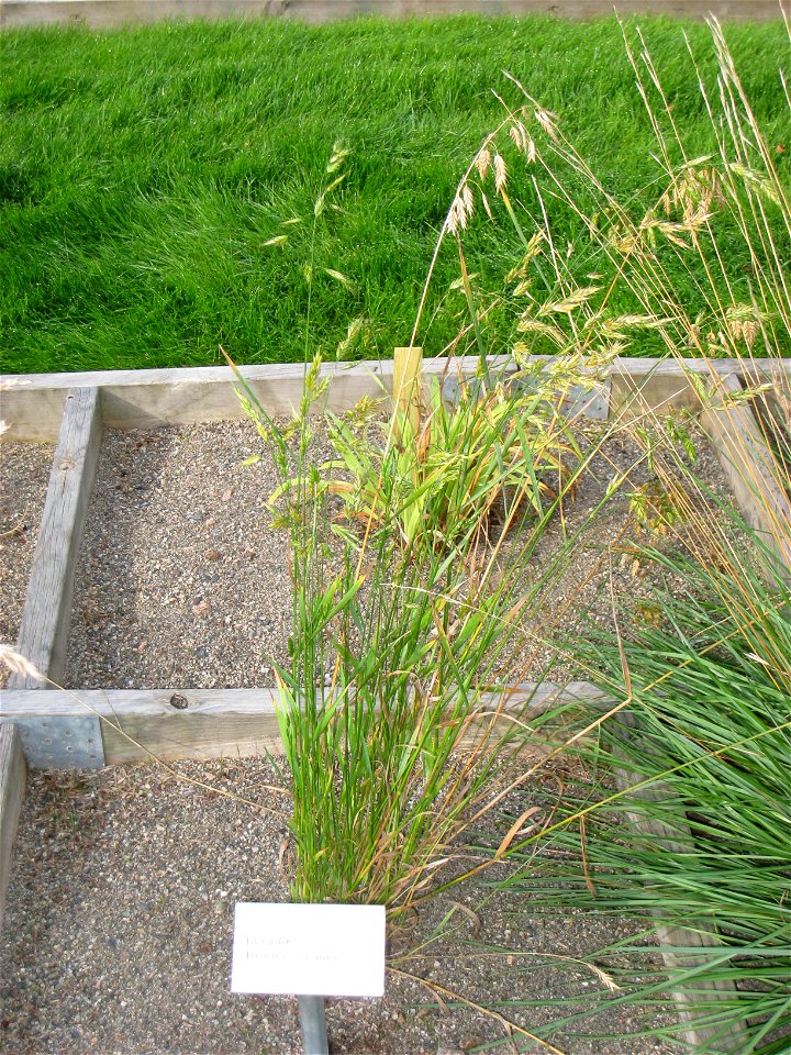 Bromus secalinus - Oslo botanical garden, Oslo, Norway.