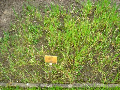 Bromus bromoideus specimen in the Botanischer Garten, Berlin-Dahlem (Berlin Botanical Garden), Berlin, Germany.