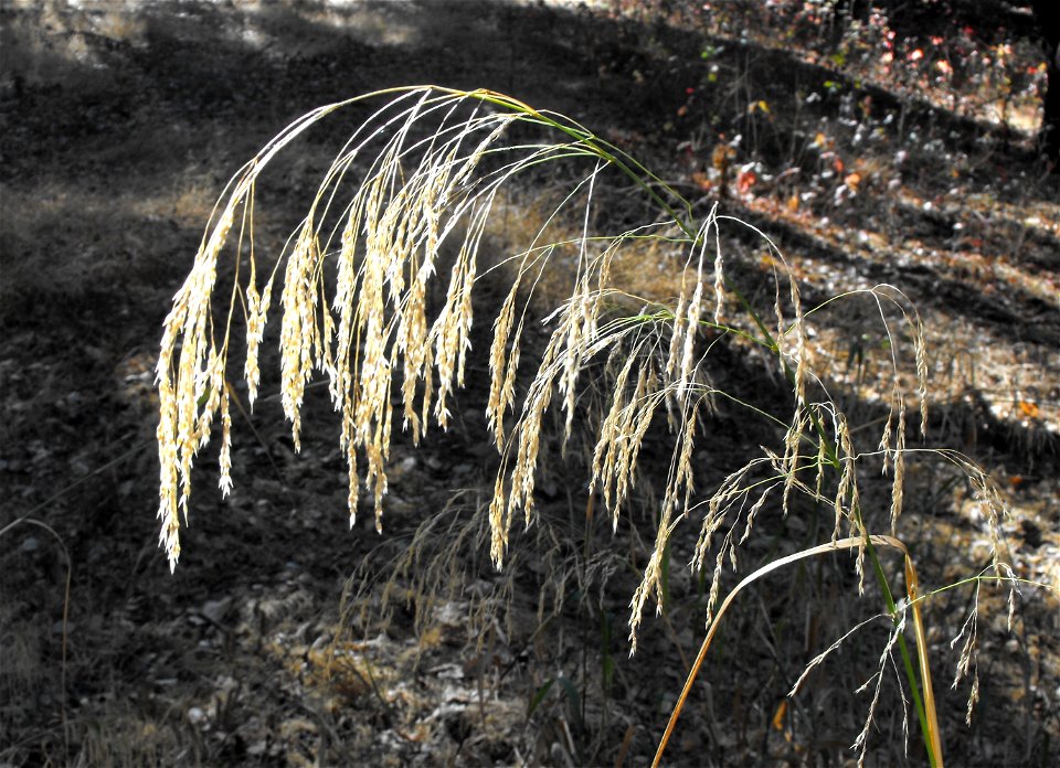 Piptatherum miliaceum at Blue Sky Ecological Reserve, Poway, California, USA.