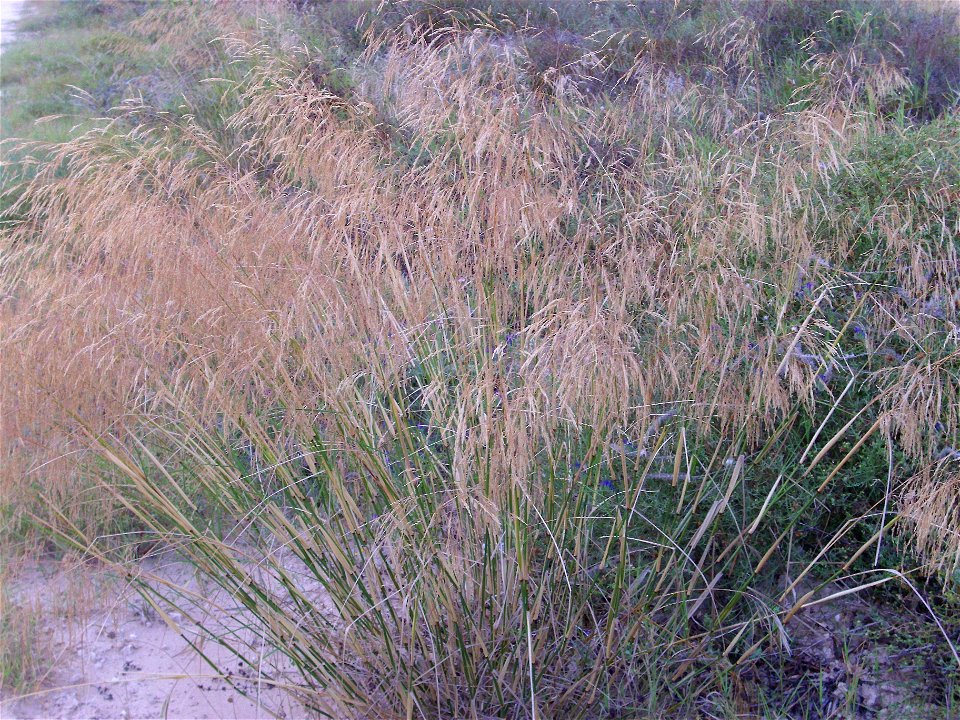 Piptatherum miliaceum habit, La Mata, Torrevieja, Alicante, Spain.