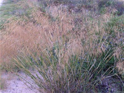 Piptatherum miliaceum habit, La Mata, Torrevieja, Alicante, Spain.