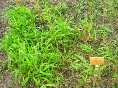 Elymus hystrix specimen in the Botanischer Garten, Berlin-Dahlem (Berlin Botanical Garden), Berlin, Germany.