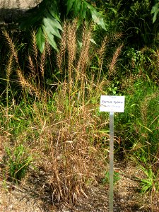 Elymus hystrix in the Botanischer Garten der Universität Würzburg, Würzburg, Germany.