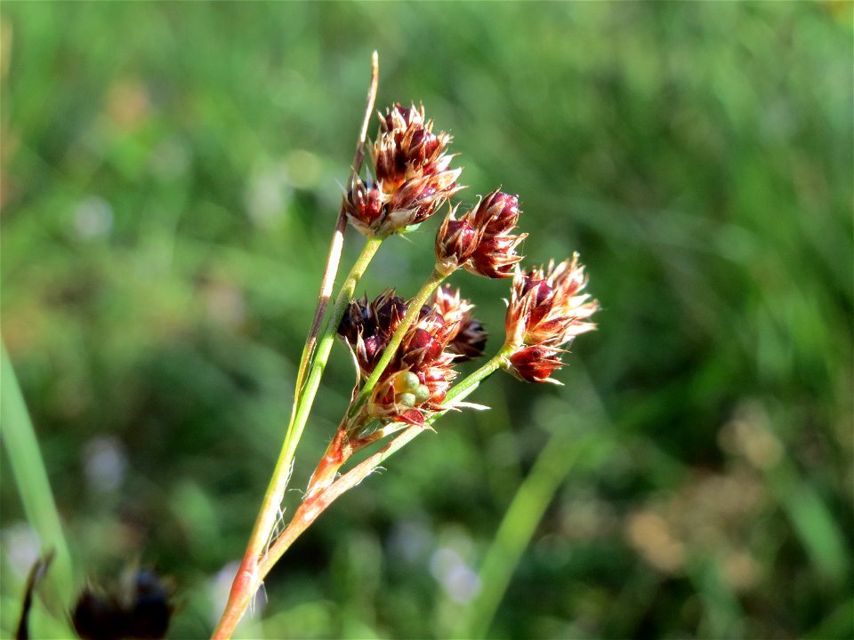Luzula multiflora im Schwetzinger Hardt